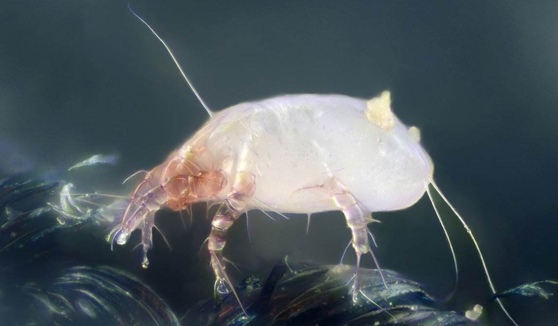 Flour mite